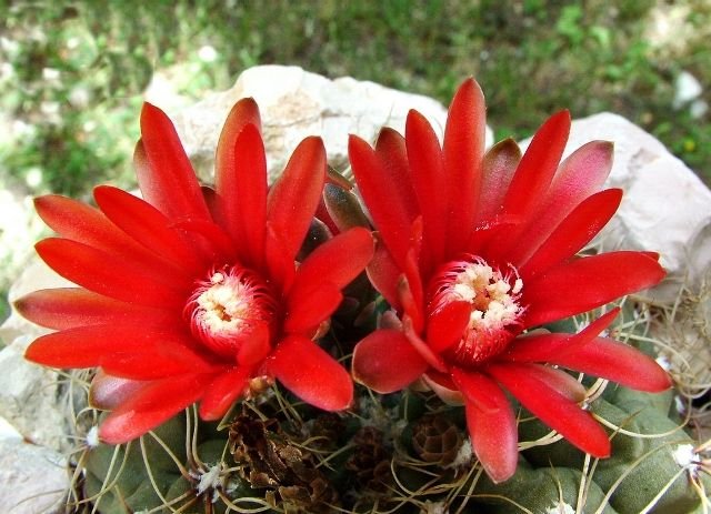 Gymnocalycium _baldianum _04